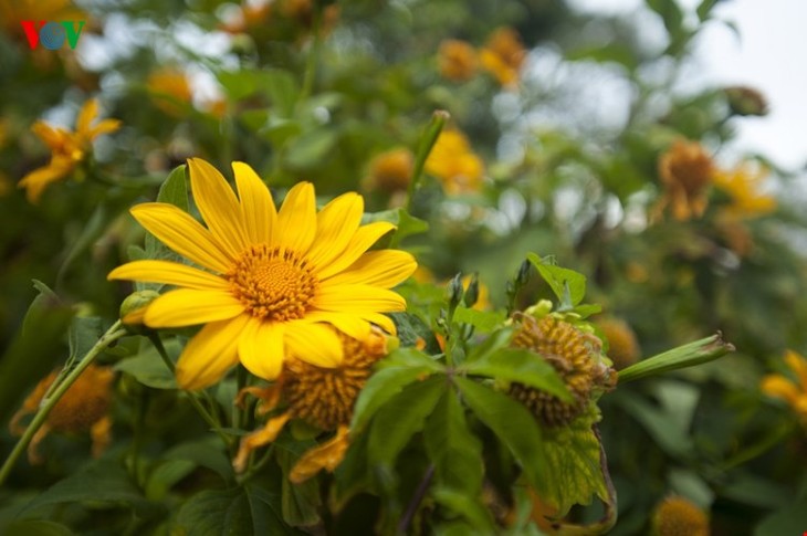 Les tournesols à Dalat - ảnh 3